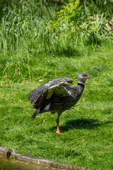 A wild bird displays its colorful feathers in a lush, vibrant habitat full of life