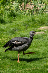 Enjoying the sight of a walking bird in its natural habitat is truly a remarkable experience