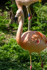 An Elegant Flamingo gracefully resting in its Natural Habitat amidst the lush landscape