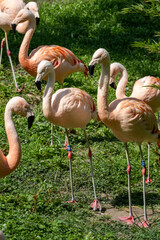 Graceful and elegant Flamingos thrive in their natural habitat, showcasing beauty in nature
