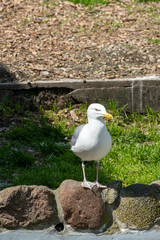 A Seagull perched on a Rock in its Natural Habitat, showcasing its beauty and gracefulness