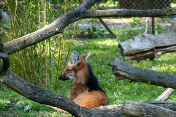 A captivating fox gracefully residing in its natural habitat amidst the lush greenery