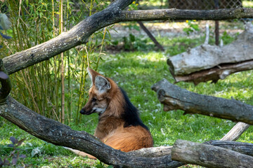 A Serene Fox Relaxing in Its Natural Habitat Surrounded by Beautiful Trees and Nature