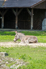 A Resting Donkey Found Within a Beautiful Natural Habitat Setting Surrounded by Natures Beauty