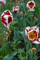Vibrant Red and White Tulips in All Their Splendor Blooming Beautifully This Season