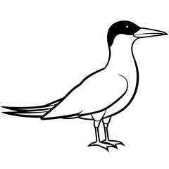 Minimal Caspian Tern Vector on White