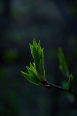 Young green leaves emerging from a branch in early spring