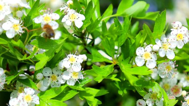A single bee meticulously gathers sweet nectar from delicate hawthorn blossoms. Its diligence in the spring garden embodies natural harmony and vital energy.