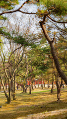 Autumn Trees in the Park