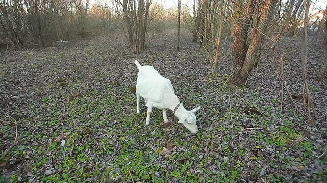 A white goat grazes in nature and eats