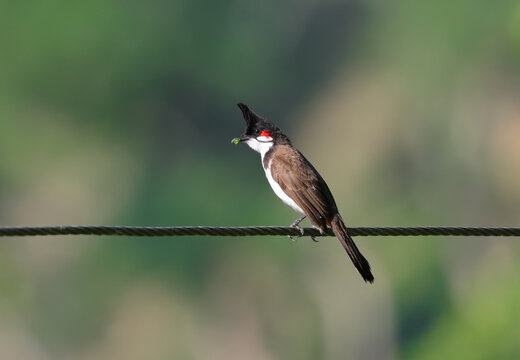 red whiskered bulbul bird on a wire. red-whiskered bulbul, or crested bulbul, is a passerine bird native to Asia. this photo was taken from Bangladesh.