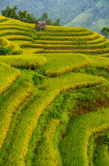 Aerial drone view of rice terrace field in the mist, northern of Vietnam