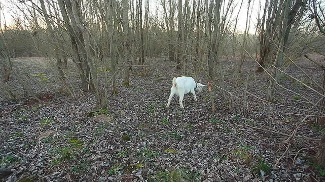 A white goat grazes in nature and eats