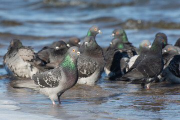 Pigeons are swimming in the water. A flock of birds on the river bank.