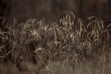 Dry grass. Dry spikelets with thin stems. Golden beige spikelets dry autumn grass. Close up of tips of long brown grass. Nature background. Moody autumn grass in the woods. Grass in the wind