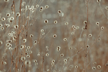 Dried flower head. Solar lighting, contour light. Golden flowering spikelets dry autumn grass. Dried grass beige.