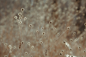 Dried flower head. Solar lighting, contour light. Golden flowering spikelets dry autumn grass. Dried grass beige. Dry autumn grasses. Field plants