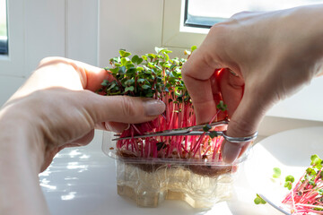 Woman cuts of the micro greens in the plastic container. Plant based food