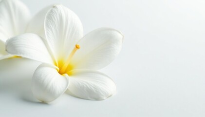 Fototapeta premium Close-up of pristine white petals on a pure white background, pure, white, delicate