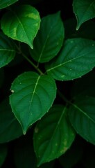 Dark green leaves, shadows, rich tones, natural setting , vein, greenery