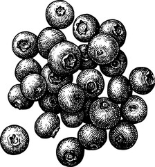 Handful of blueberries ink sketch.