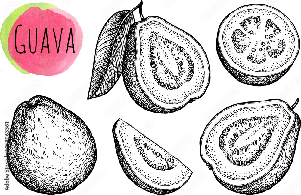 Canvas Prints guava ink sketch