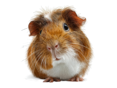 Guinea Pig Animal Portrait Isolated on White Transparent Background