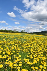 Fototapeta premium A field of dandelion flowers in spring, Québec, Canada