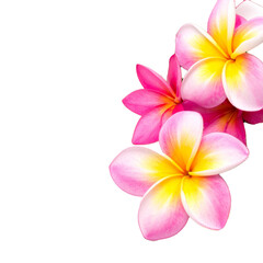 Fototapeta premium frangipani flower isolated on white background