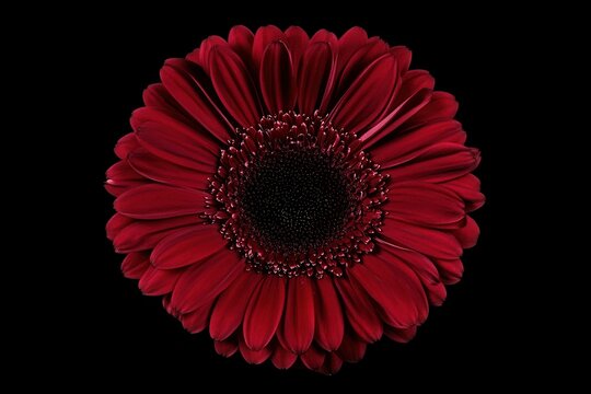 Vibrant red flower bloom against a black background, showcasing intricate petal details