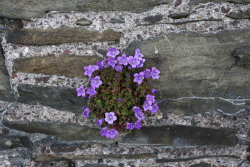 Campanule sauvage des murailles