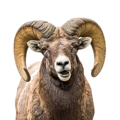 mountain goat isolated on white