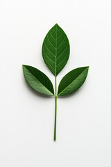 Fototapeta premium A close-up image of green leaves on a white background, showcasing natural beauty.