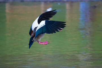 Egyptian goose landing with spread wings on green water of lake