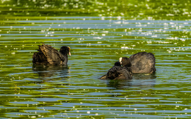 Three coots sort things out on lake
