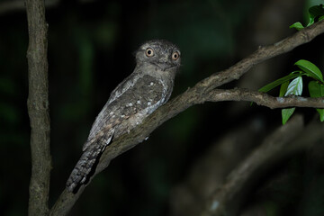SriLankan Frogmouth on a branch