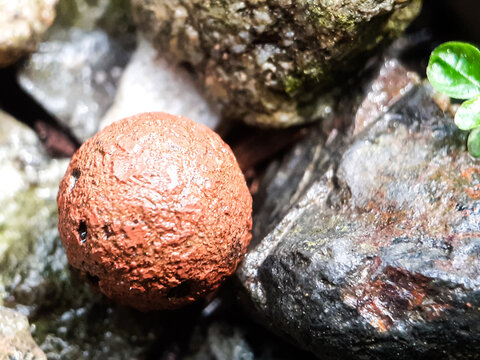 Close-up of hydroton among the rocks. Wet from rain. Photo taken in the garden during the day.