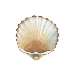 Brown hand-drawn seashell. The inner side of the seashell is isolated on a white background. Watercolor illustration. Marine life.