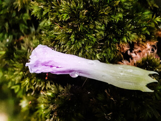 Close-up of a delicate purple wildflower with soft petals and green stem. Beautiful macro photography of blooming nature symbolizing freshness, beauty, and botanical elegance.