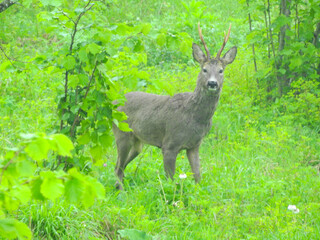 wild deer photo in forest