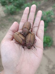 beetle on the palm