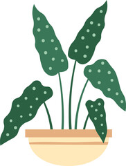 Tropical potted alocasia houseplant featuring large, wavy, dark green leaves adorned with light green spots, adding a touch of nature and elegance to interior spaces