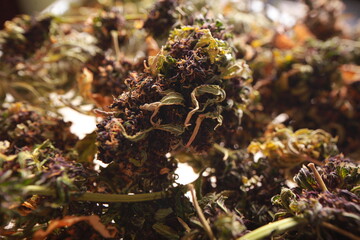 drying cannabis plant close up