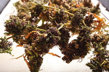 drying cannabis plant close up