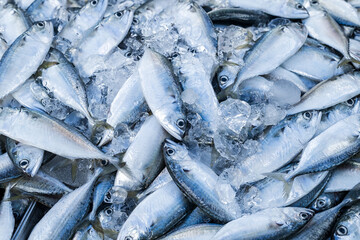 Fresh mackerel fishes on freezer shelf in supermarket, Close up shot.