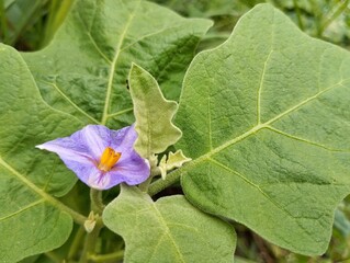 bitter apple plant flower (Solanum incanum) in organic plant garden 