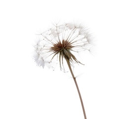 Delicate Dandelion Seed Head Against a Black Backdrop Showing Nature's Elegance