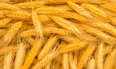 Fototapeta premium Golden wheat stalks fill the frame, creating a textured, warm, and abundant natural pattern