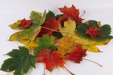 close-up of a pile of colorful autumn leaves on a white background