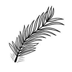 Tropical palm frond hand drawn vector illustration, Hand sketched palm leaf vector graphic
